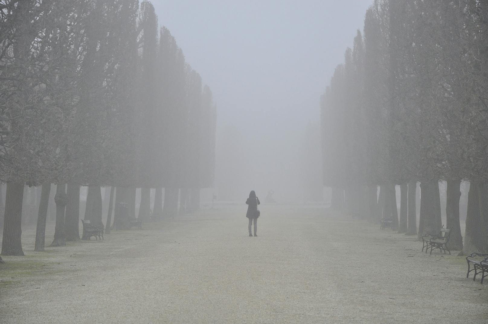 Eine Allee im Schönbrunner Schlosspark versinkt im Nebel. 