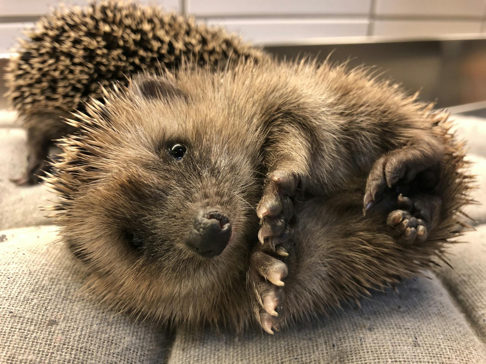 Die kleinen Igel werden liebevoll aufgepäppelt.