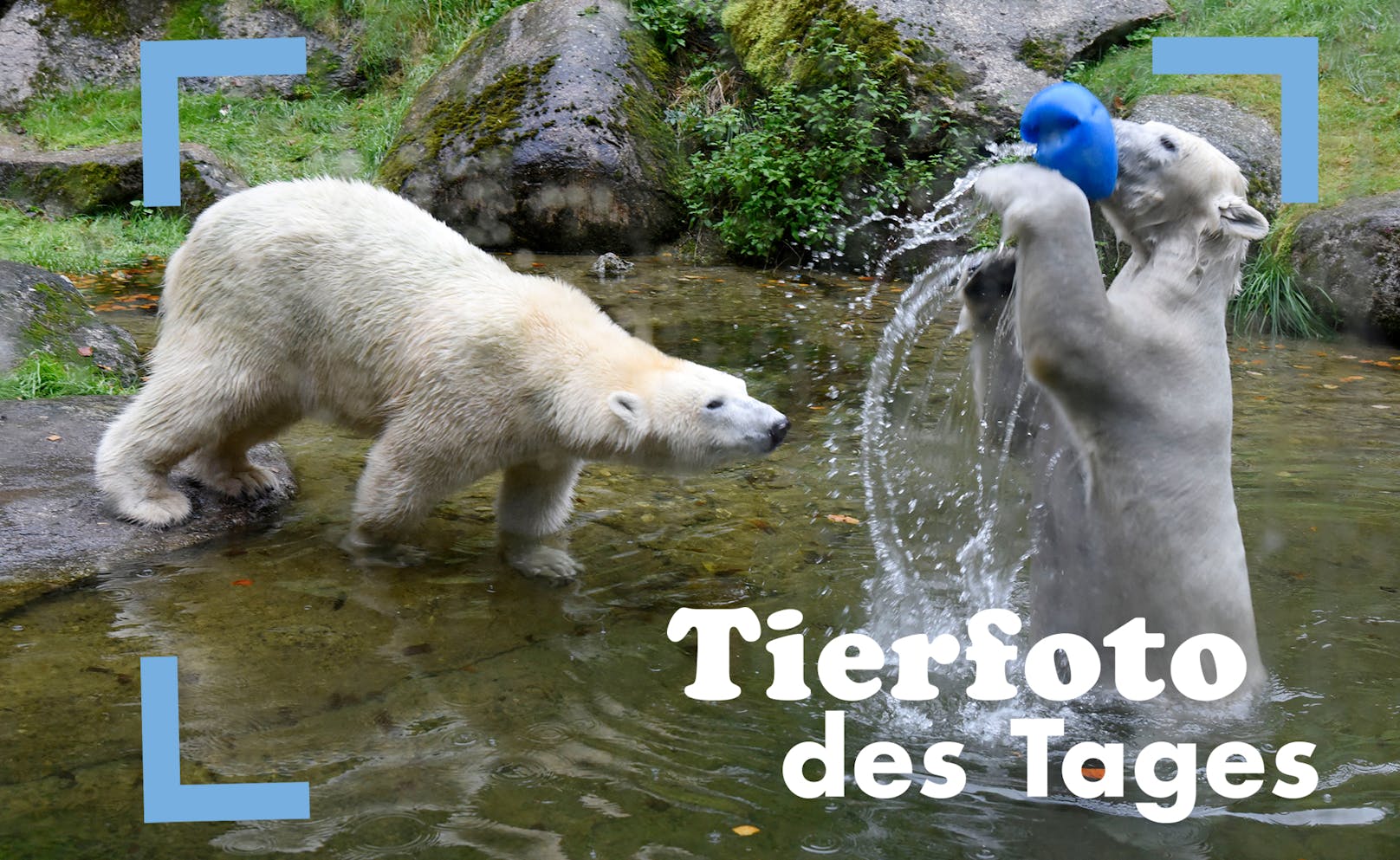 Achtung, Verwechslungsgefahr! Die Eisbärinnen Nanuq und Nanook sind gerade in die Eisbären-Damen-WG im Tiergarten Hellabrunn in München eingezogen. Beide wurden nach dem Inuit-Wort für „Eisbär“ benannt. Eine von ihnen wird deswegen noch umgetauft. 