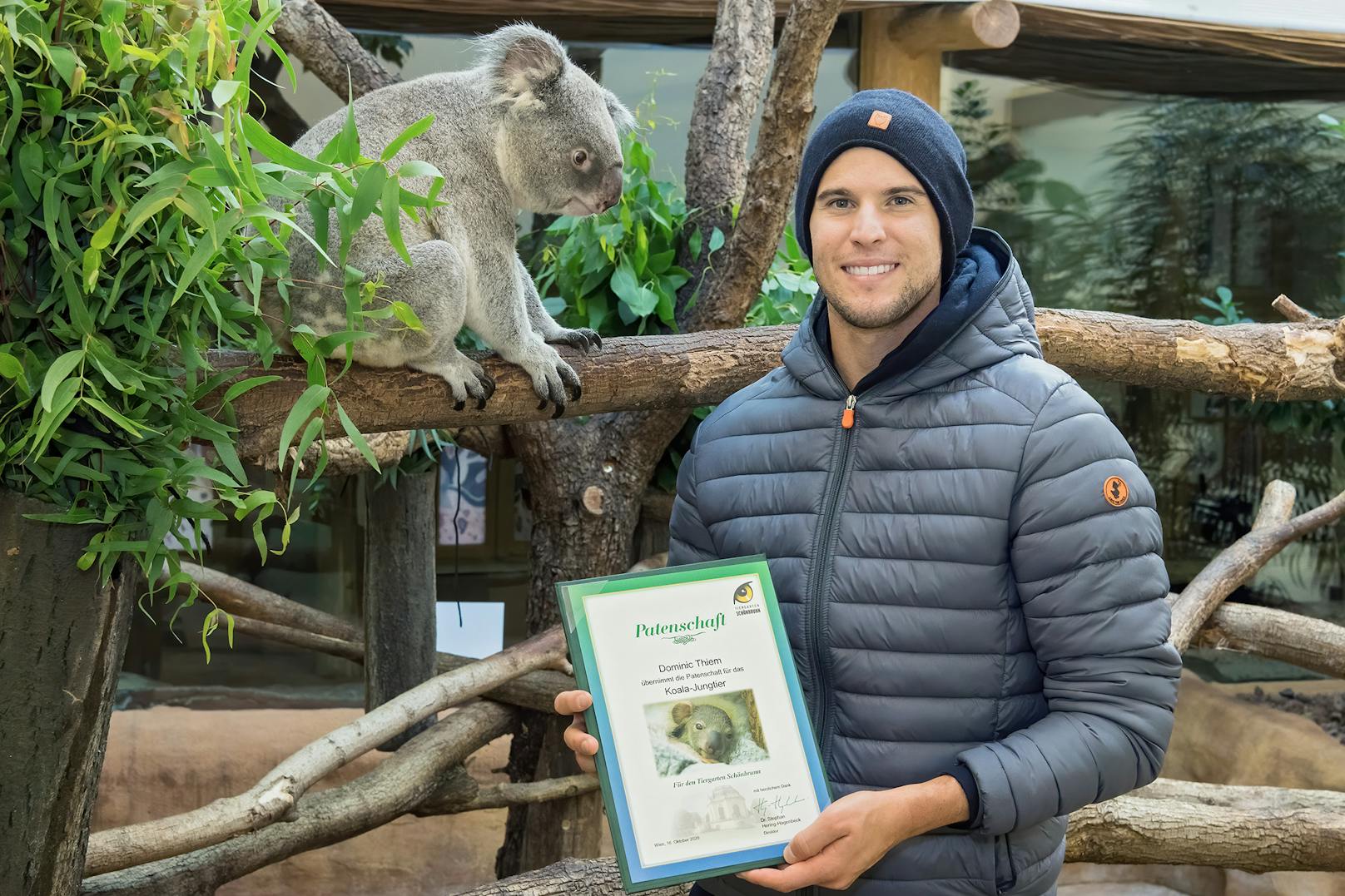 Mit dem stolzen Koala-Papa Wirri-Wirri im Hintergrund zeigt Dominik Thiem stolz seine Patenurkunde.&nbsp;