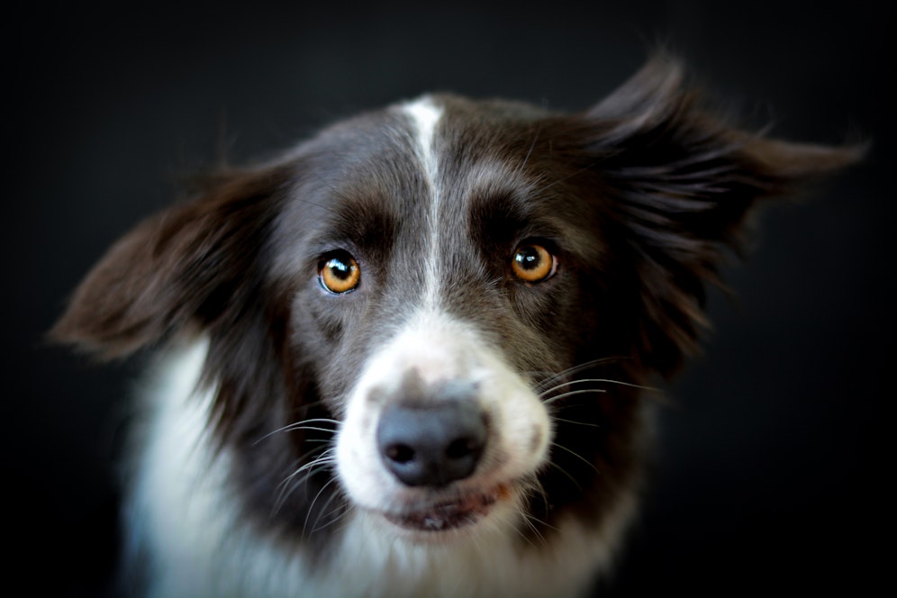 Täter oder Opfer? Auch unsere Haustiere brauchen manchmal Rechtsbeistand. 