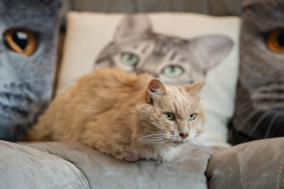 Kater 