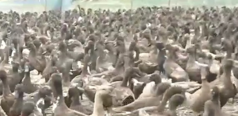 Die Enten dürfen sich die Bäuche vollschlagen.