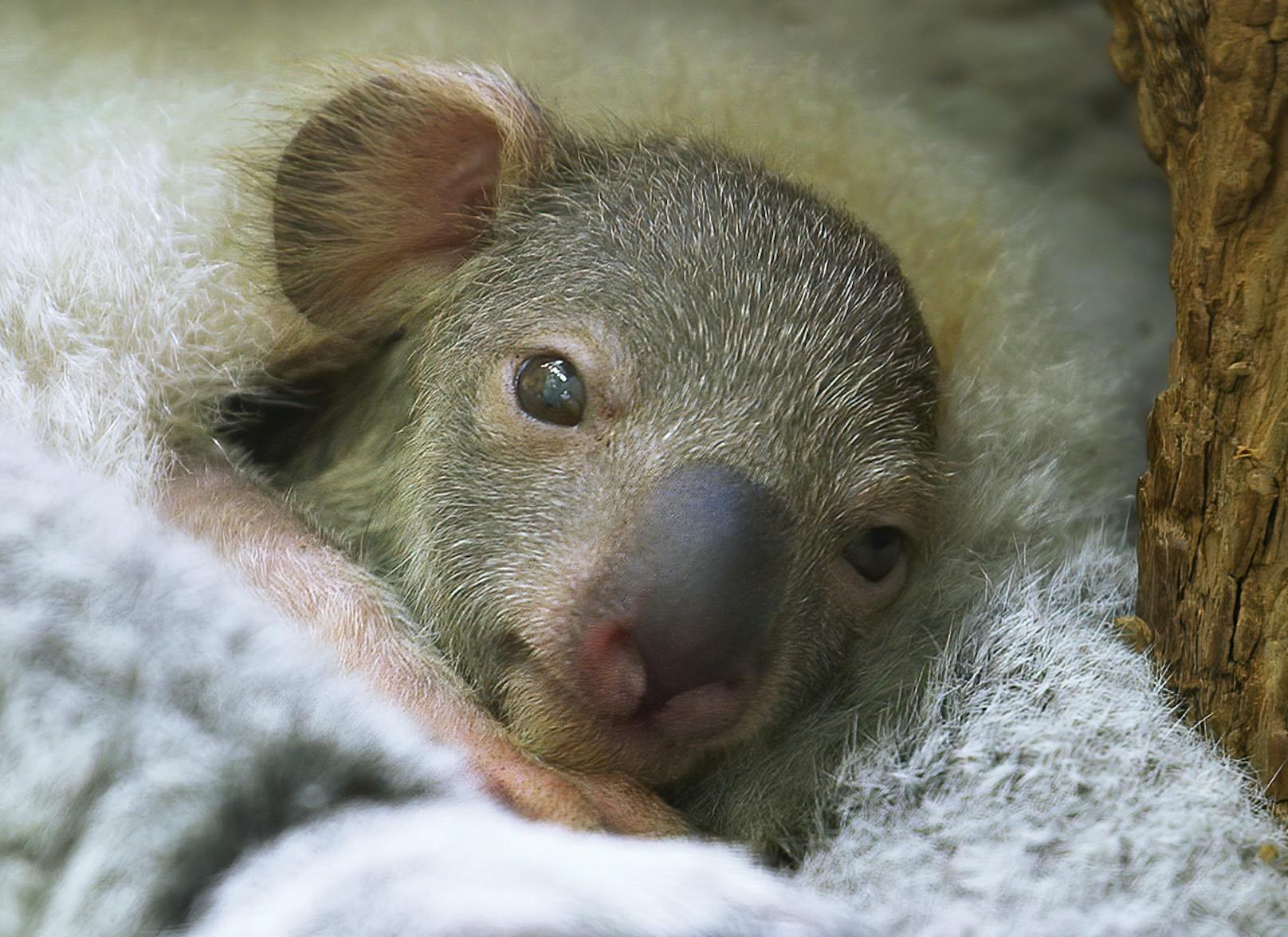 Das erste Koala-Jungtier in der Geschichte zeigt sein süßes Gesicht. 