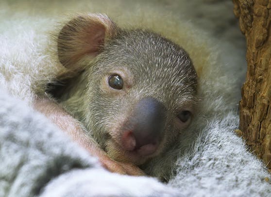 Das erste Koala-Jungtier in der Geschichte zeigt sein süßes Gesicht.