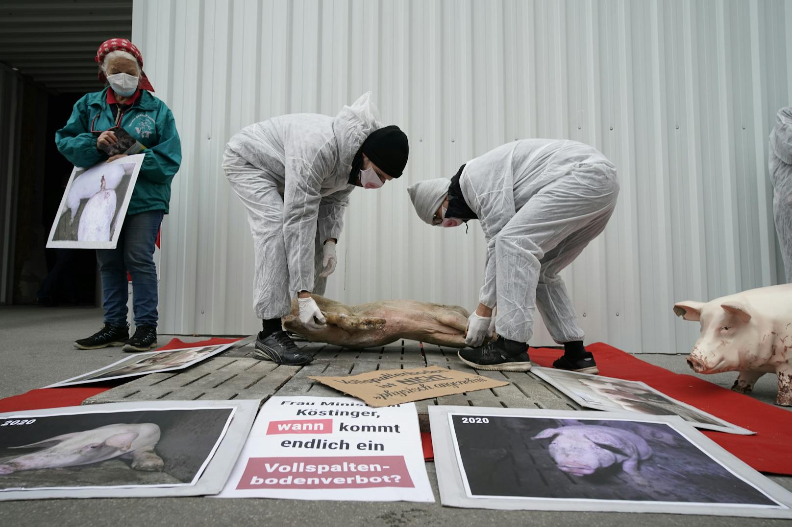 Aktivisten des Vereins gegen Tierfabriken (VGT) drapierte ein Totes schwein vor dem Bundeskanzleramt.