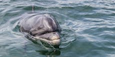 Drama um Irlands Star-Delfin "Fungie" befürchtet