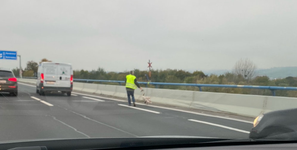 Tierischer Ausflug auf die Nordbrücke