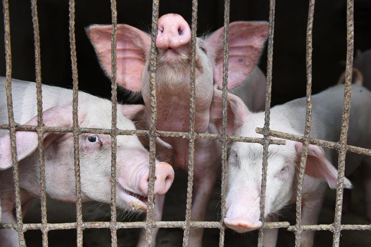 In Kanada hat sich ein Mann mit dem Schweinegrippe-Virus angesteckt.<br>
