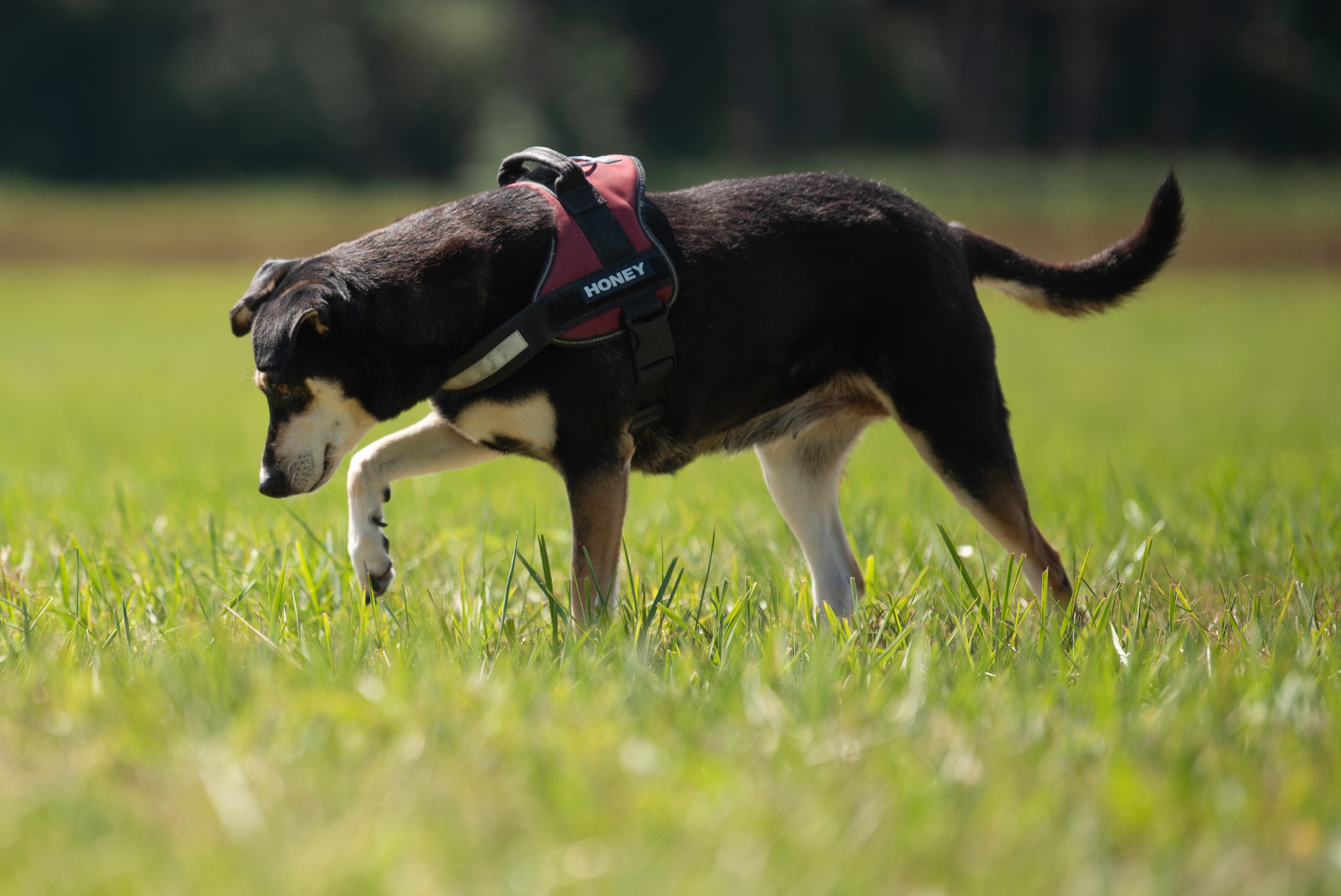 Eine Frau fand den Giftköder, bevor der Hund zuschnappen konnte. Symbolbild.