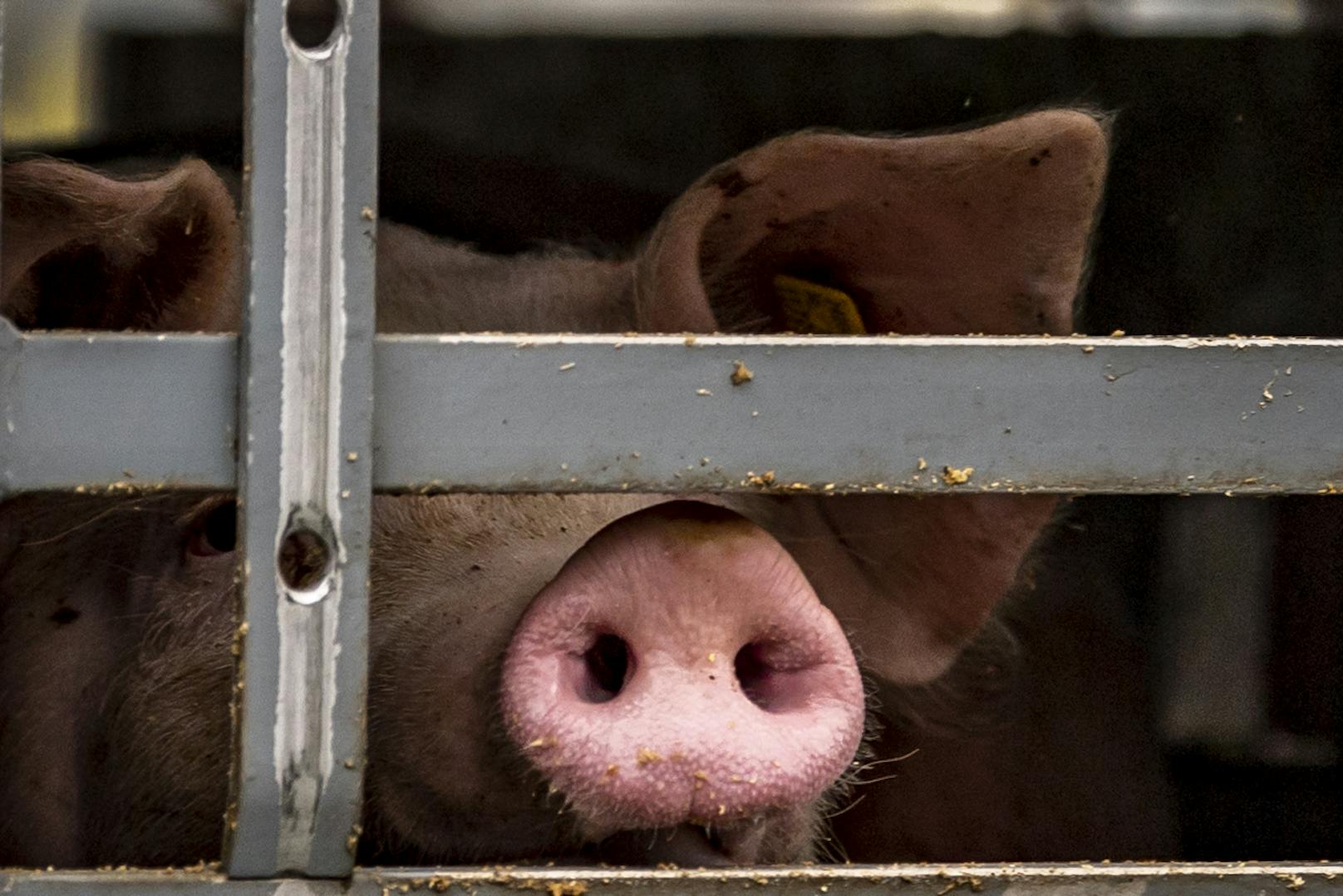 Ein Schwein blickt aus deinem deutschen Tiertransporter. (Symbolbild)
