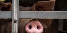 850 Schweinekadaver auf verlassenem Hof entdeckt