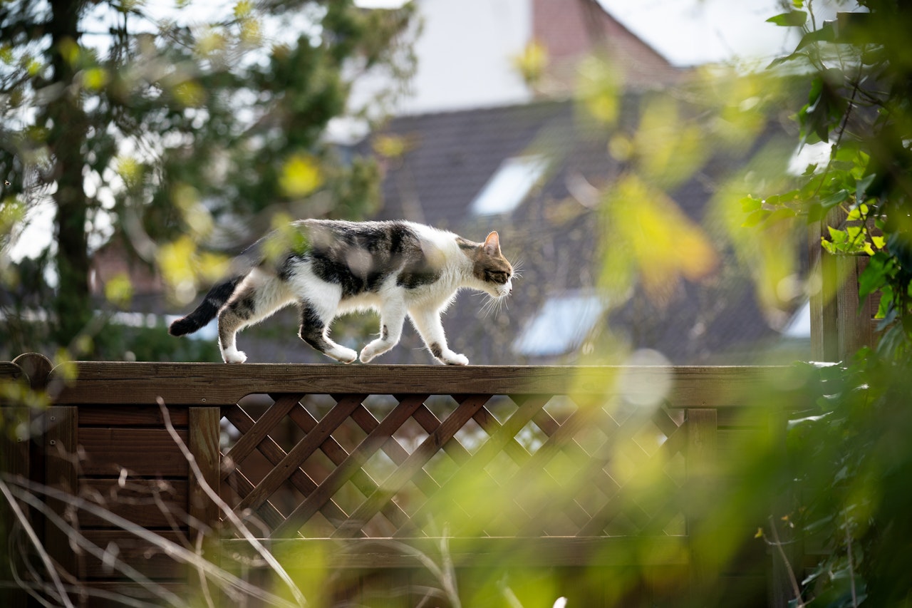 Heute.at - Katze vergiftet: Polizei fahndet nach Tierquäler