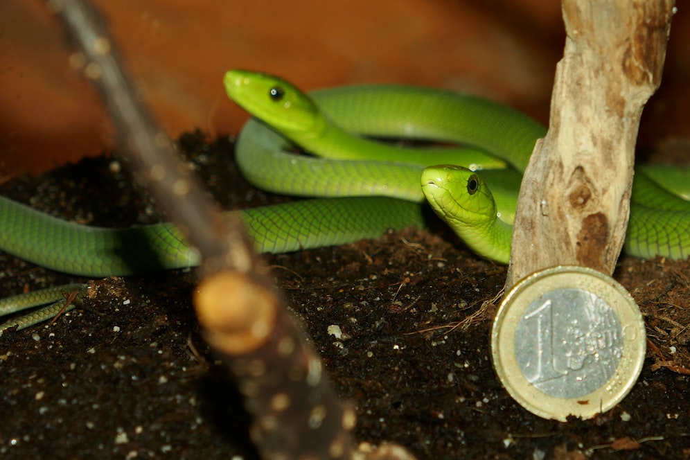 Der Mamba-Nachwuchs ist nur so dünn wie ein Bleistift und ca. 40 Zentimeter lang. 