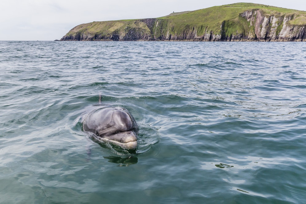 Das Wahrzeichen der irischen Stadt Dingle, ist seit mehreren Tagen verschwunden. 