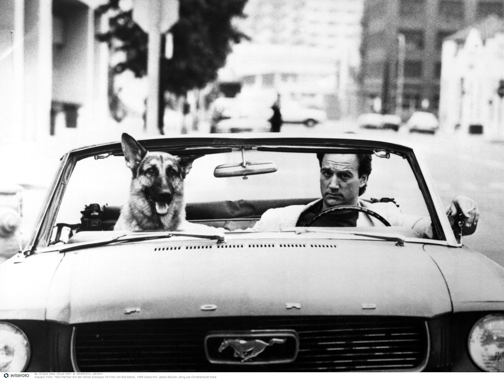 <strong>"JERRY-LEE"</strong>, der reinrassige deutsche Schäferhund aus dem Film: "Mein Partner mit der kalten Schnauze" war ein echter Kinoerfolg 1989, mit James Belushi in der Hauptrolle. Auch wenn sich das ungleiche Polizisten-Duo allerlei Gefahren aussetzen, kommt es dennoch zu einem Happy-End und es kann im Laufe des Filmes sehr oft herzlich gelacht werden. Ein Knüller, dieser Hund. <br>