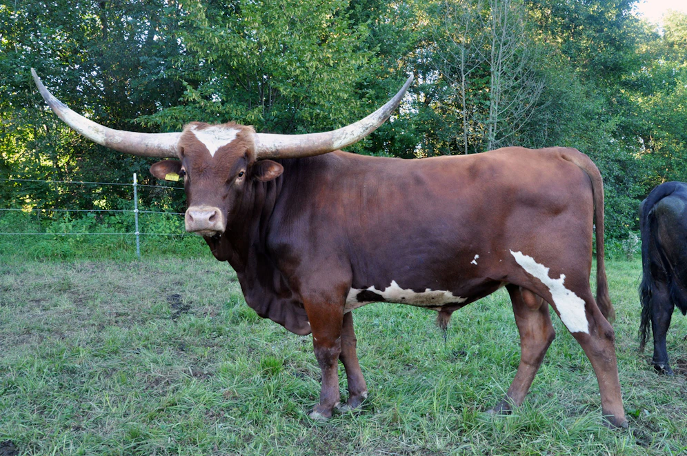 Der Stier 