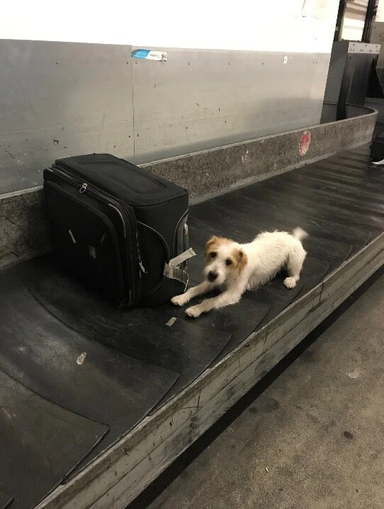 Der Polizeihund bewies den richtigen Riecher.