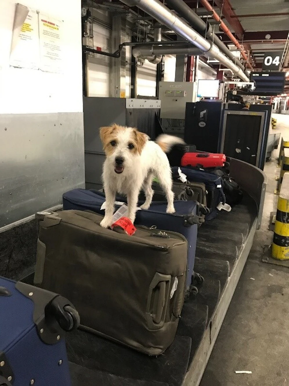 Der Polizeihund 