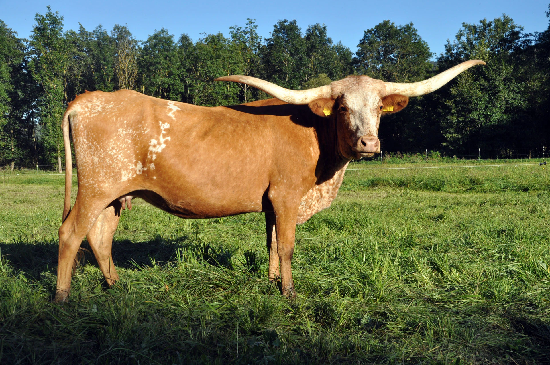 Posieren hat "Spotted Cowgirl Chex" schon sehr gut drauf.
