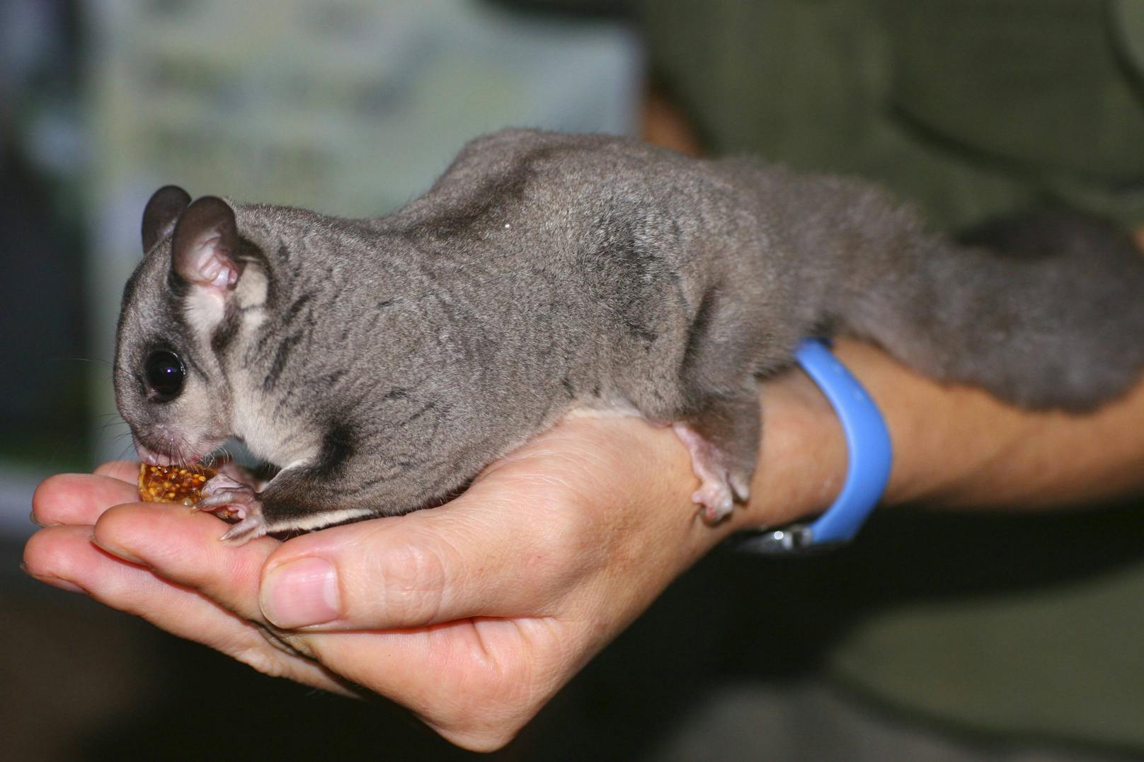 Manche Gleitbeutler werden durchaus handzahm. Aber das Gehege muss zuhause zumindest so groß ausfallen, dass die putzigen Tierchen auch ihre Gleitflüge vollenden können. Hier gelten strenge Vorlagen. 