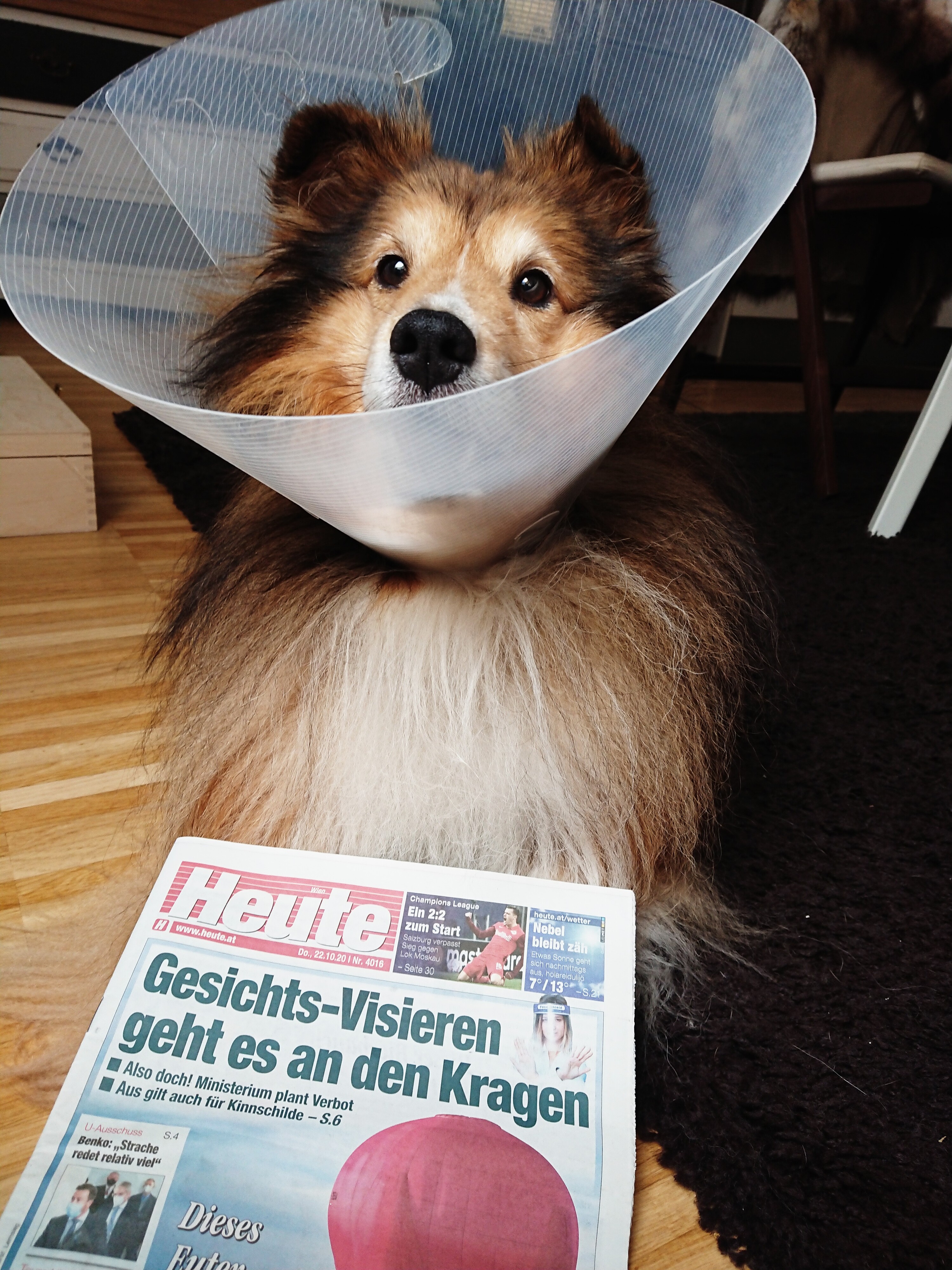 Sheltie 