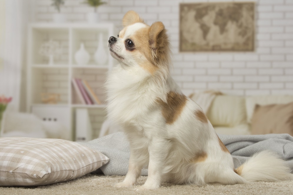 Chihuahuas wiegen nur ungefähr drei Kilogramm. Bei 