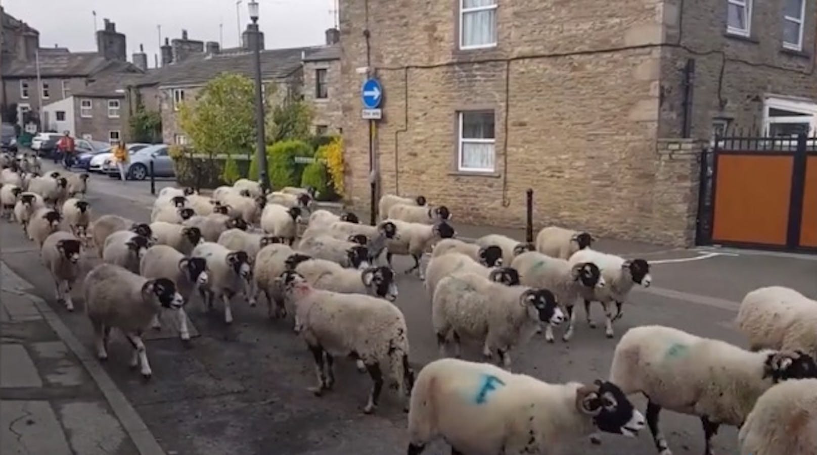 Rund 300 Schafe stürmten durch die Straßen in Hawes.