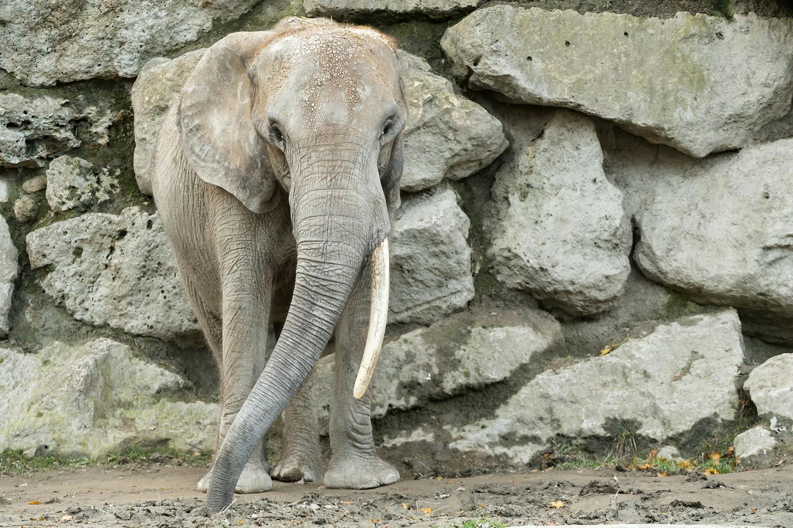 <strong>Schönbrunner Elefantenkuh "Drumbo"</strong> <a href="https://www.heute.at/s/wiener-elefantendame-drumbo-zieht-nach-tschechien-100109070">zieht nun in eine "Senioren-Herde" nach Tschechien</a>. (Oktober 2020)<br>