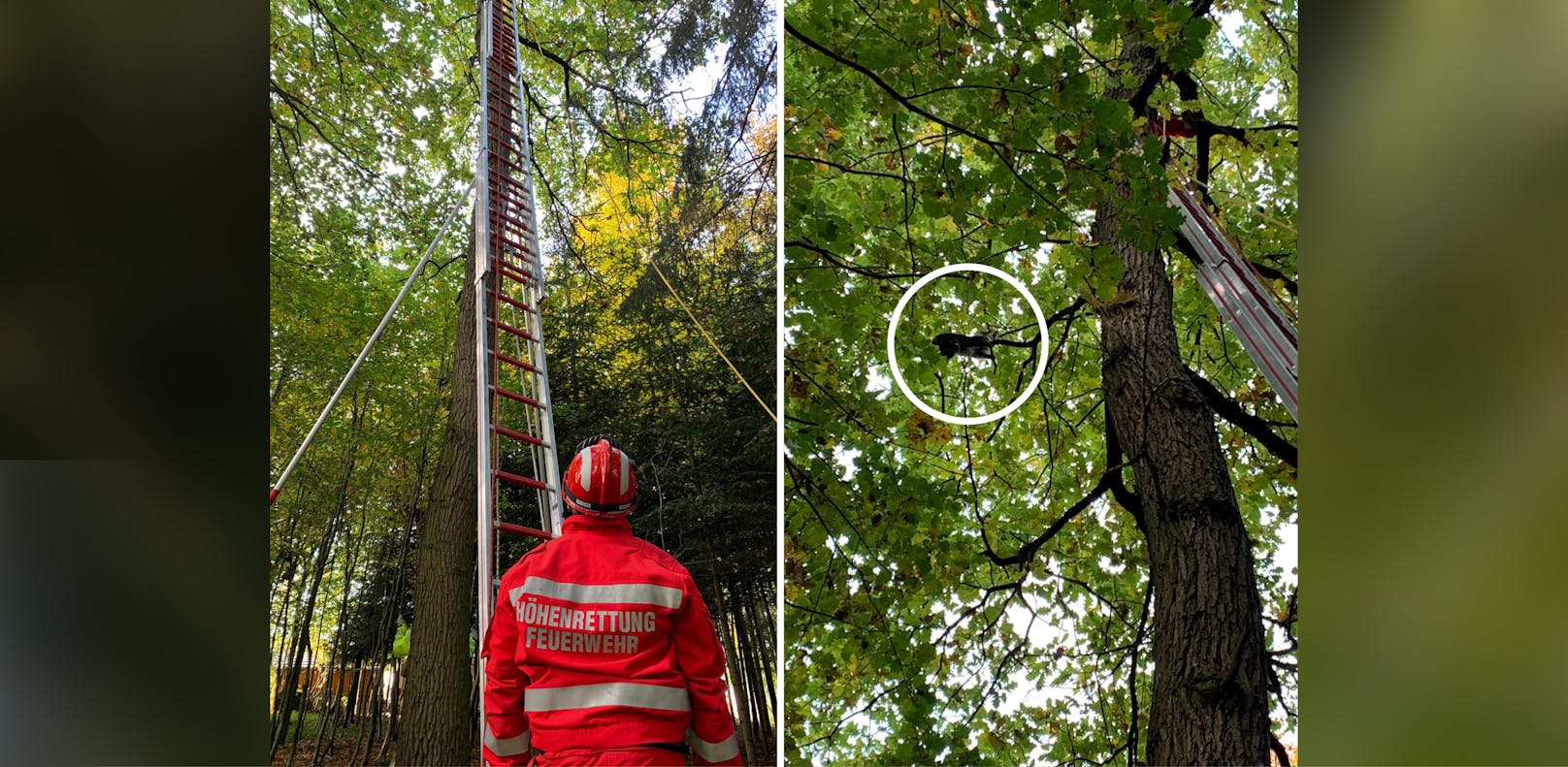 Der Kater musste von der Feuerwehr von einem Baum in 15 Meter Höhe befreit werden.