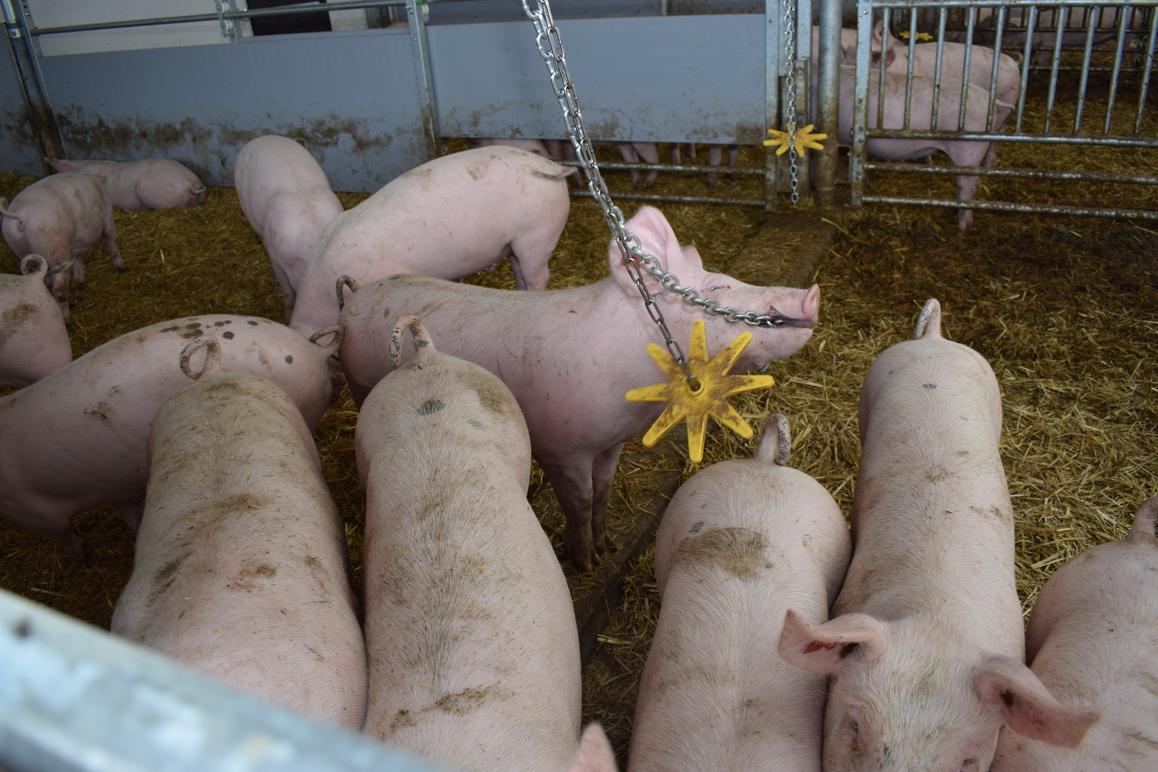 Im Bio-Schweinehotel haben die Tiere ausreichend Platz und viel Stroh.