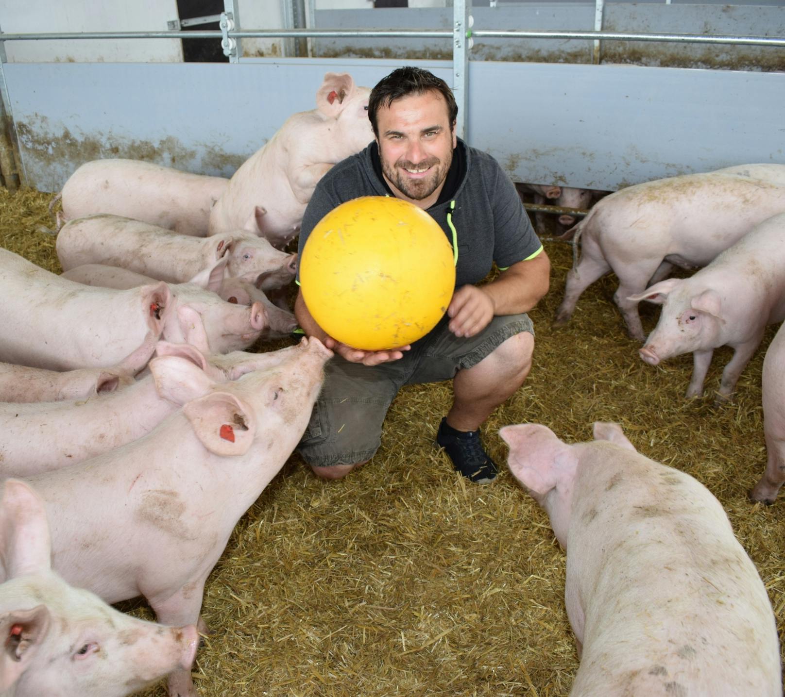 Bio-Landwirt Franz Gasnarek spielt mit seinen Schweinen Ball.