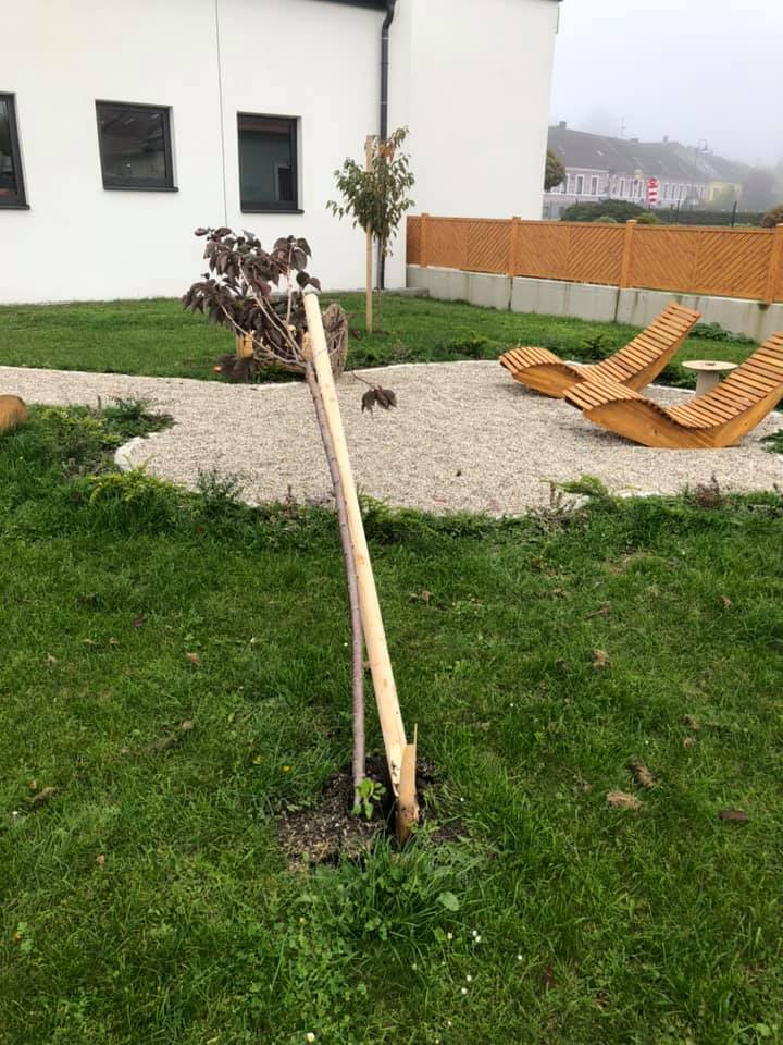 Die frisch gepflanzten Bäume wurden umgetreten.