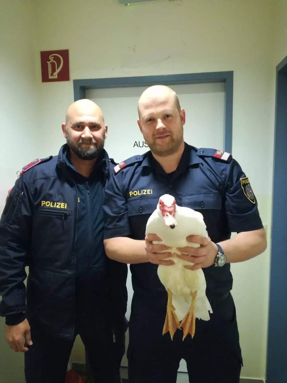 Gans im Glück oder eher Ente: Sie wurde von der Polizei  gerettet.