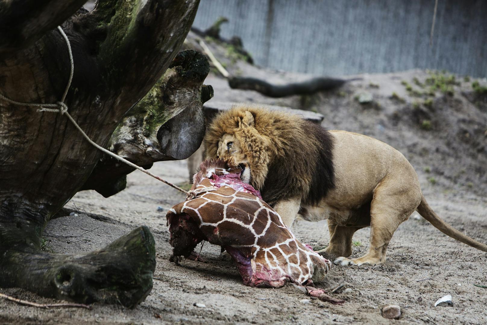 Löwe frisst Giraffe "Marius", der aufgrund Inzestverdacht zuvor getötet werden musste. 