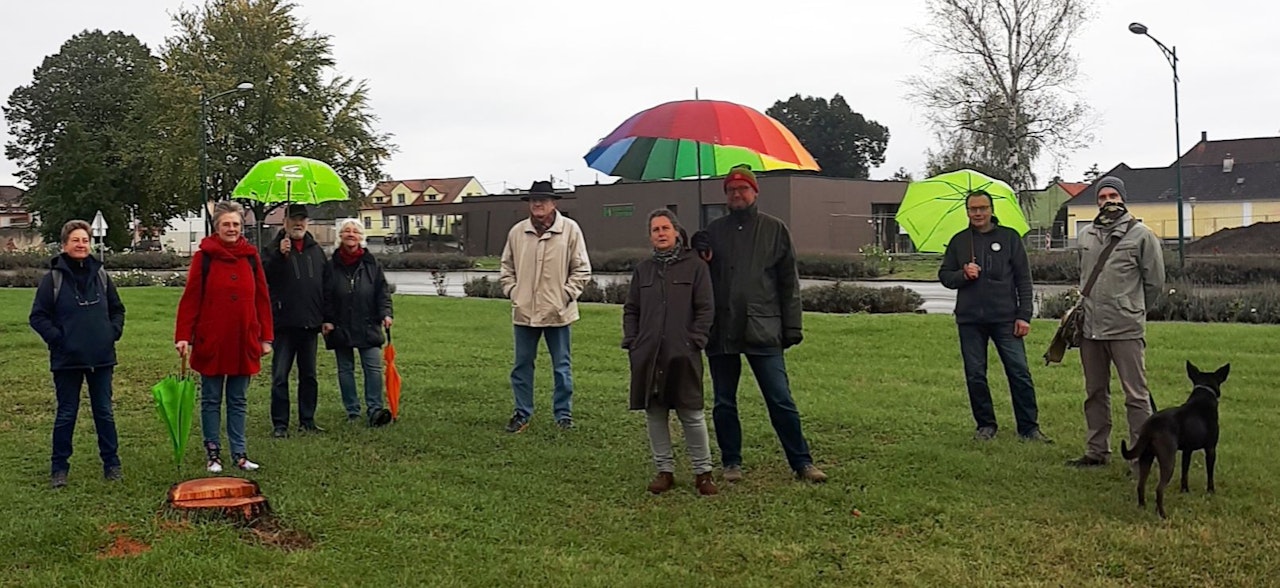 Heute.at - Grüne kritisieren Kahlschlag in Hohenauer Park