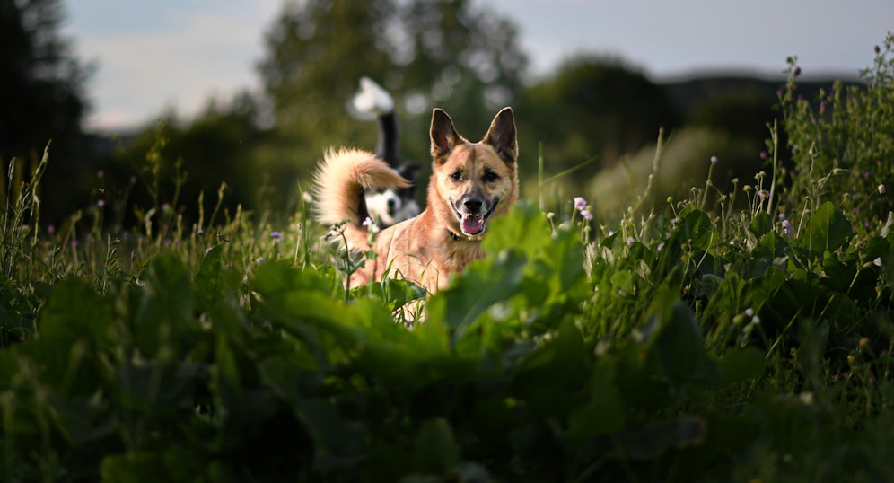 Folgende fünf Dinge sollte jeder Hundehalter zuhause haben. 