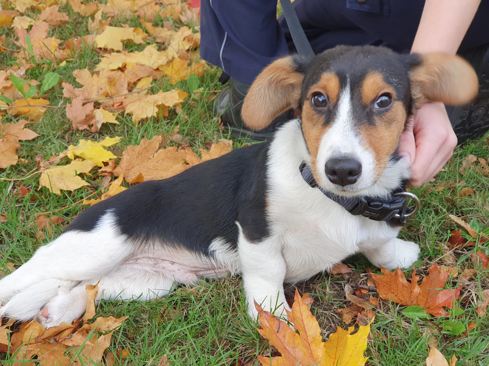 Jack Russel Terrier 