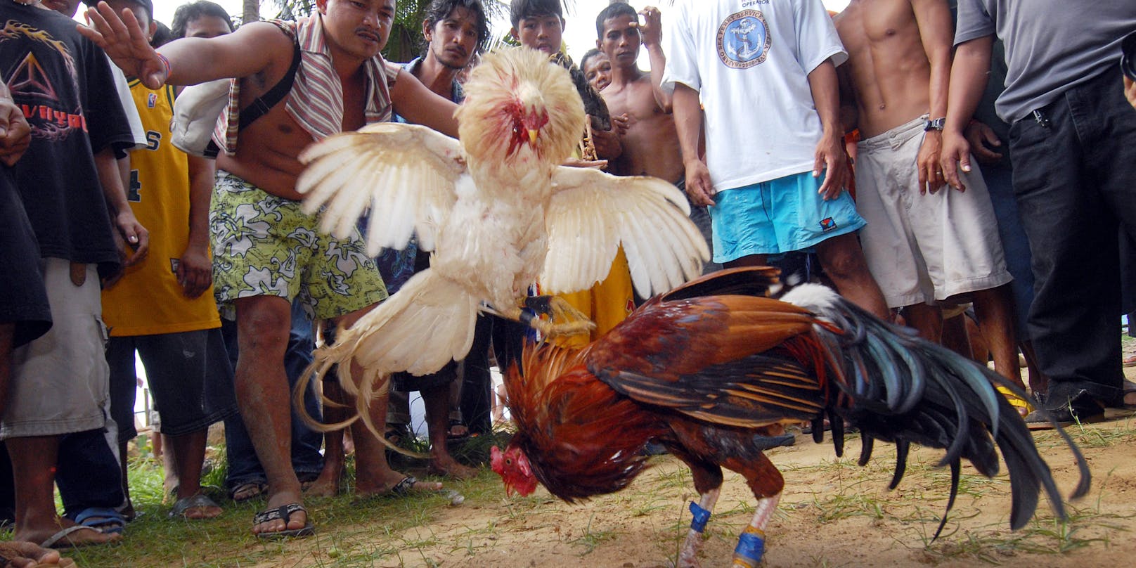 Auf den Philippinen sind Hahnenkämpfe sehr populär - und legal.