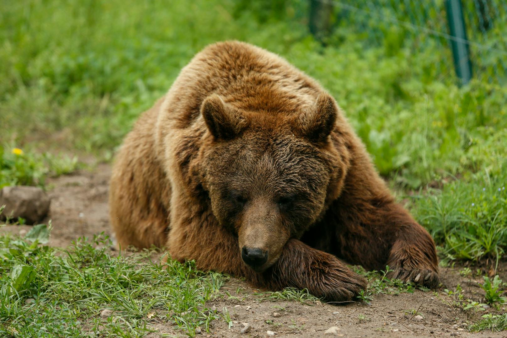 Der alte Braunbär musste aufgrund der Zoo-Modernisierung sterben. (Symbolbild) <br>