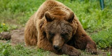 Zu alt zum Vermitteln: Bär und Wölfe mussten sterben!