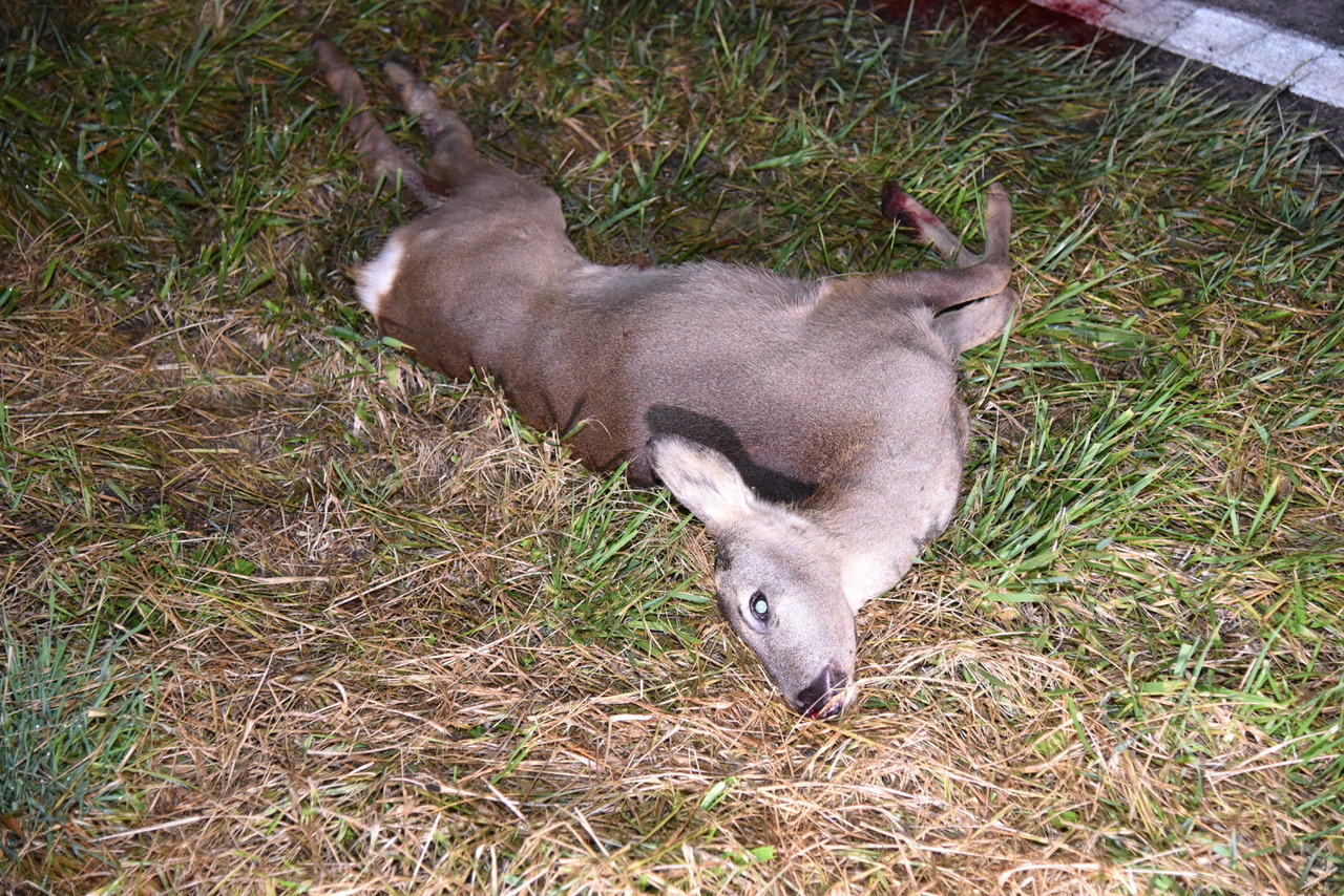 Die Feuerwehr barg das demolierte Motorrad.
