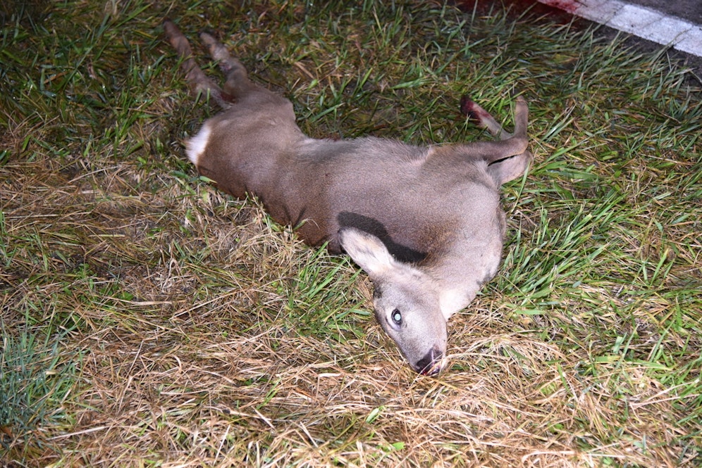 Das Reh sprang aus dem Graben und kollidierte mit einem Biker. (Symbolbild)