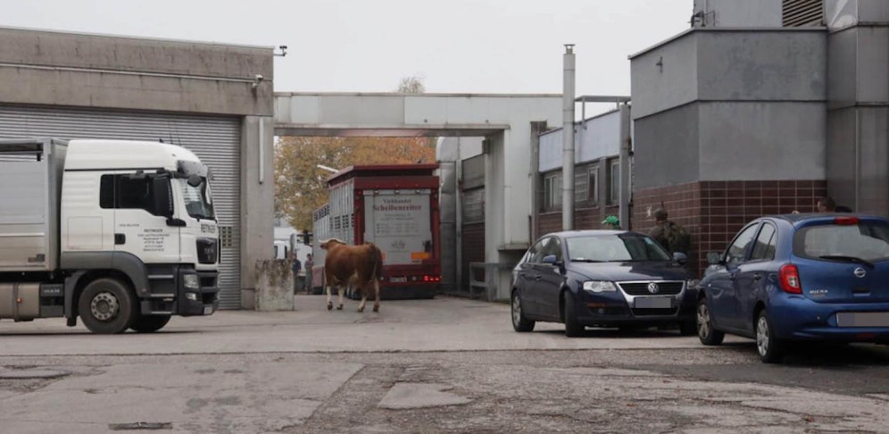 Dieser Stier büxte aus dem Schlachthof aus.