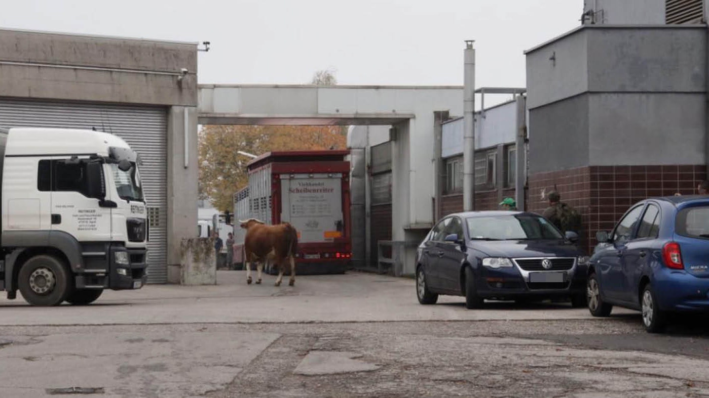 Heute.at - Cobra erschießt mitten in Linz entlaufenen Stier