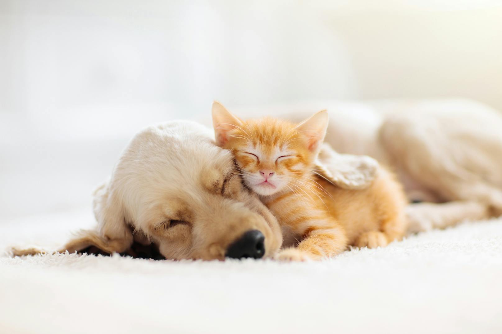 <strong>3. Der Hund sollte teilen können:</strong> Der Hund muss seinen Schlafplatz mit seinem Katzen-Kumpel teilen. Katzen wollen ihre Betten oft nicht teilen. Zudem sind sie meist auch zu klein für den Hund. Generell teilen Katzen ihr Futter oder Spielzeug nicht gerne. Sollten sie es doch tun, ist das ein äußerst gutes Zeichen.