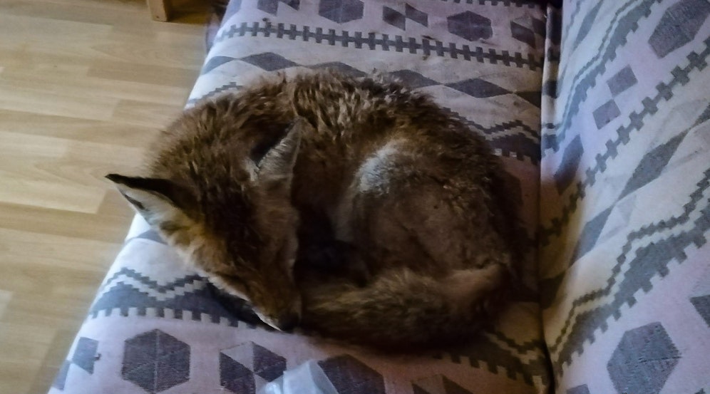 Dieser Fuch war offenbar auf der Suche nach einem warmen Plätzchen. 