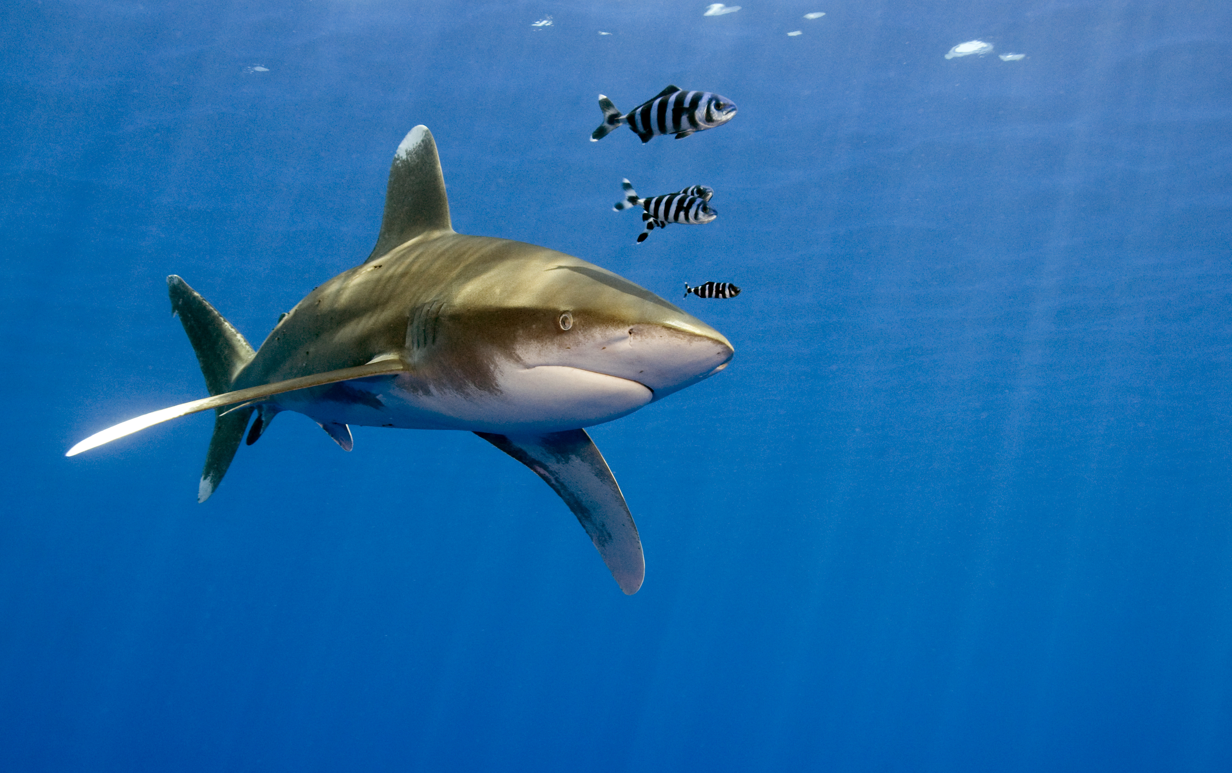 Carcharhinus longimanus im Roten Meer vor der Küste Ägyptens.