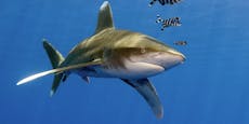 Hai attackiert und verstümmelt Bub (12) für immer