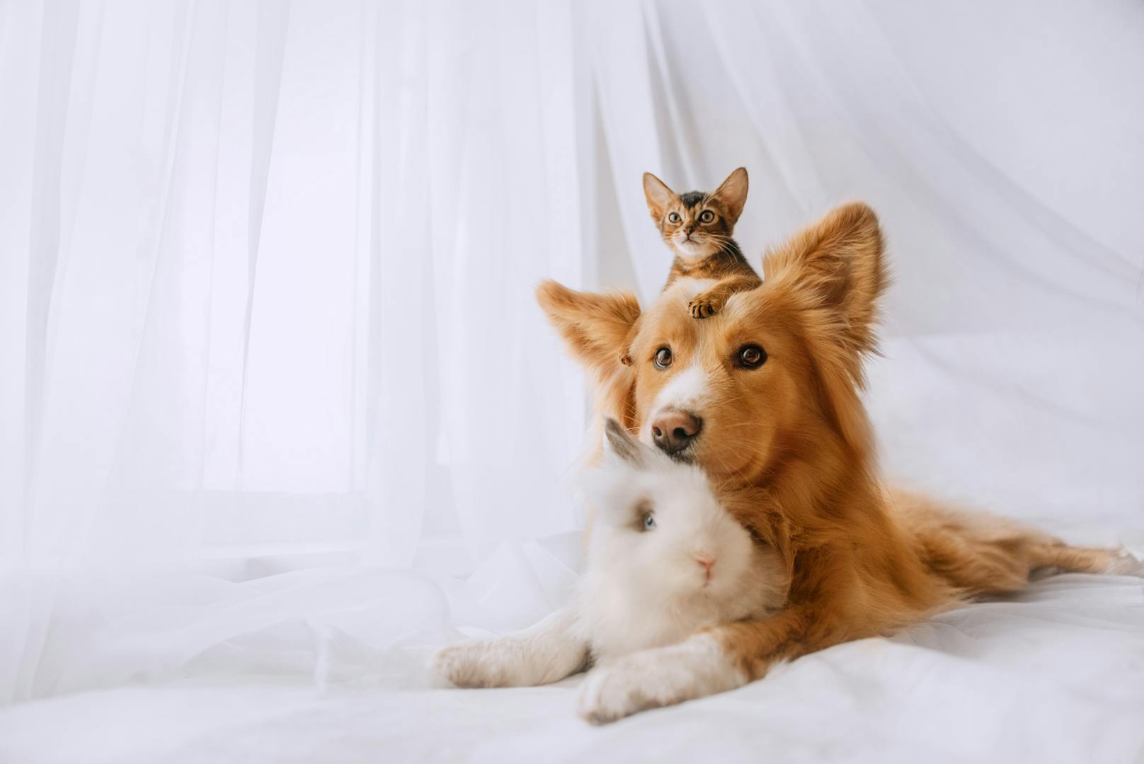 <strong>4. Wohnungskatzen sind freundlicher zu Mitbewohnern: </strong>Lebt die Katze im Haus, ohne Freigänger zu sein, hilft das der Beziehung zwischen Hund und Katze, weil sie mehr Zeit miteinander verbringen. Sie sollten jedoch nicht zur Interaktion gezwungen werden.